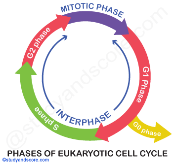 phases of eukaryotic cell cycle, G2 phase, S phase, G1 phase, G0 Phase, INterphase, Mitotic phase